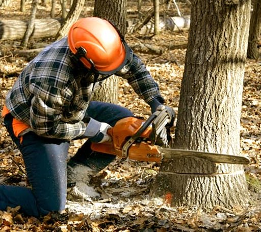 Tree Removal in Reeder, ND